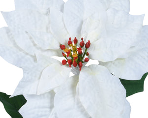 White poinsettia stem