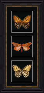 Orange Butterflies framed print