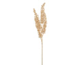 Gold spray astilbe