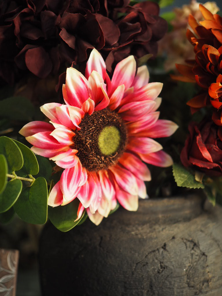 Fuschia pink sunflower