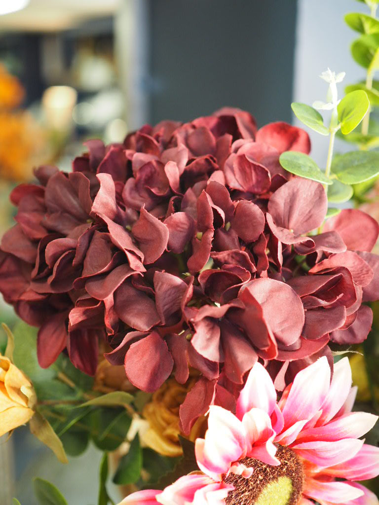 Auburn giant hydrangea