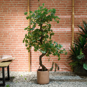 Faux gingko in pot
