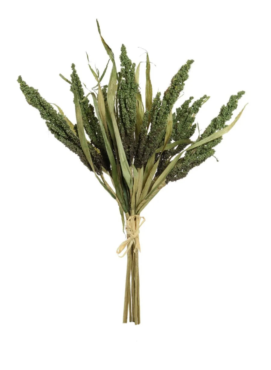 Green dried wheat green bunch