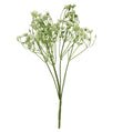 White and green wild daisy pick
