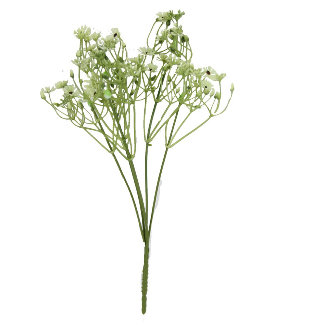 White and green wild daisy pick