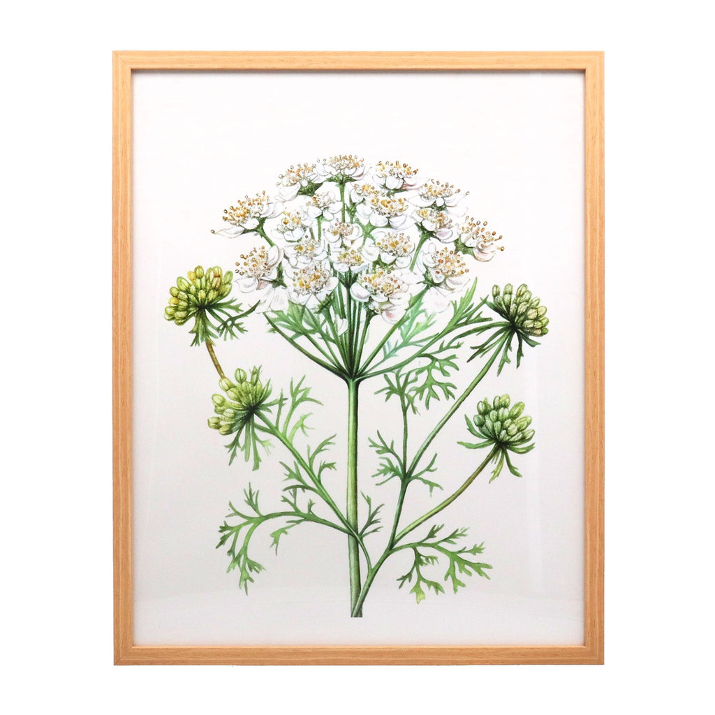 Cow parsley natural framed print (X-large)