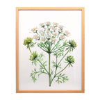 Cow parsley natural framed print (X-large)