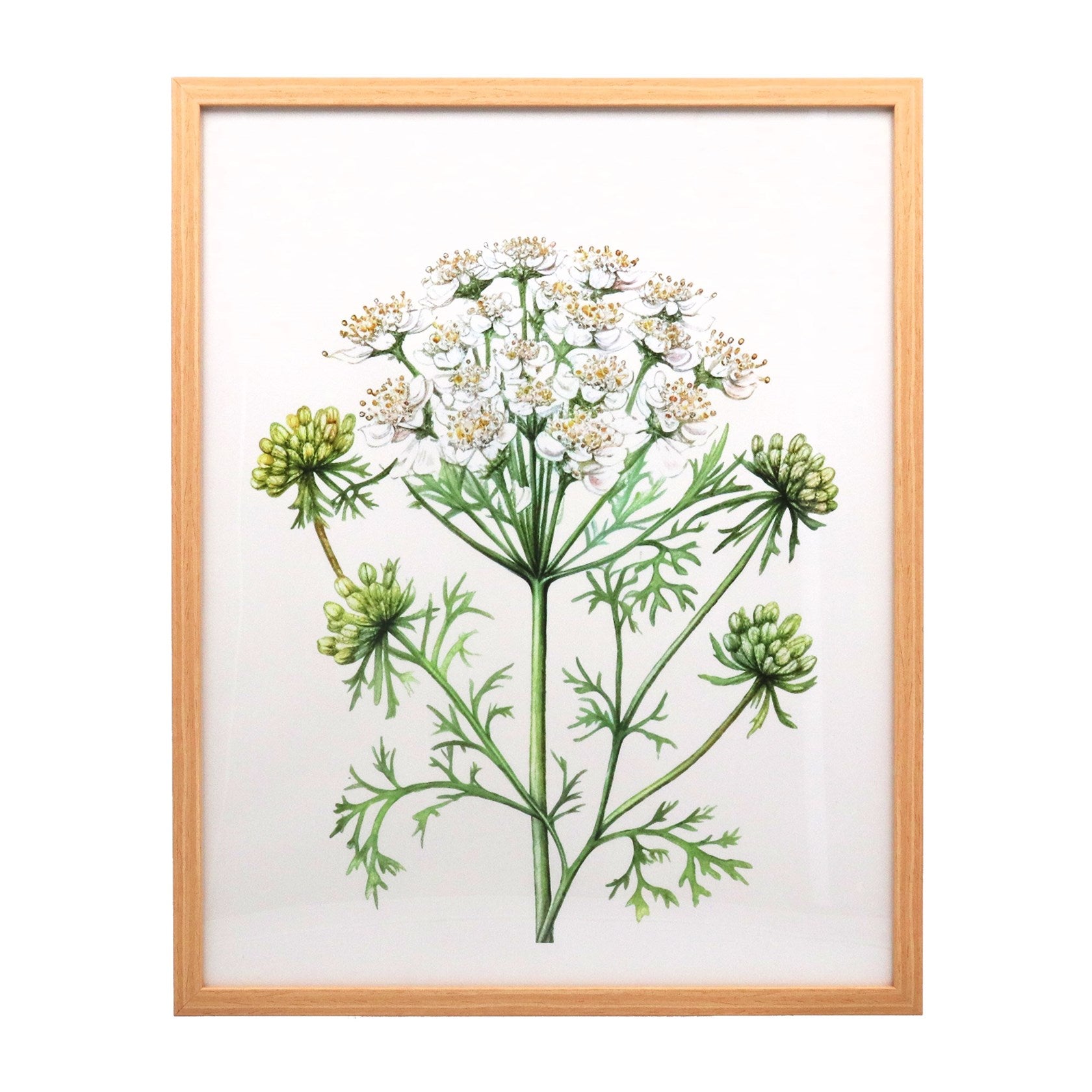 Cow parsley natural framed print (X-large)
