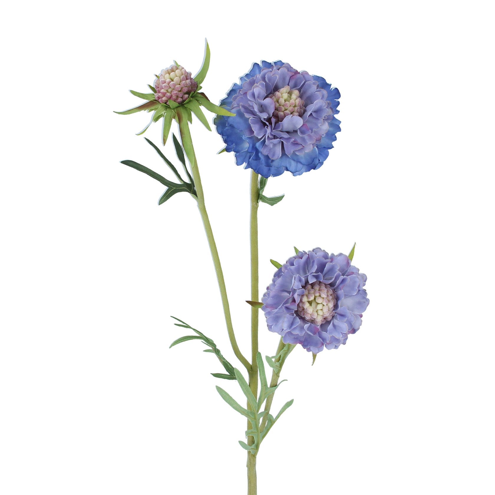 Blue scabiosa spray