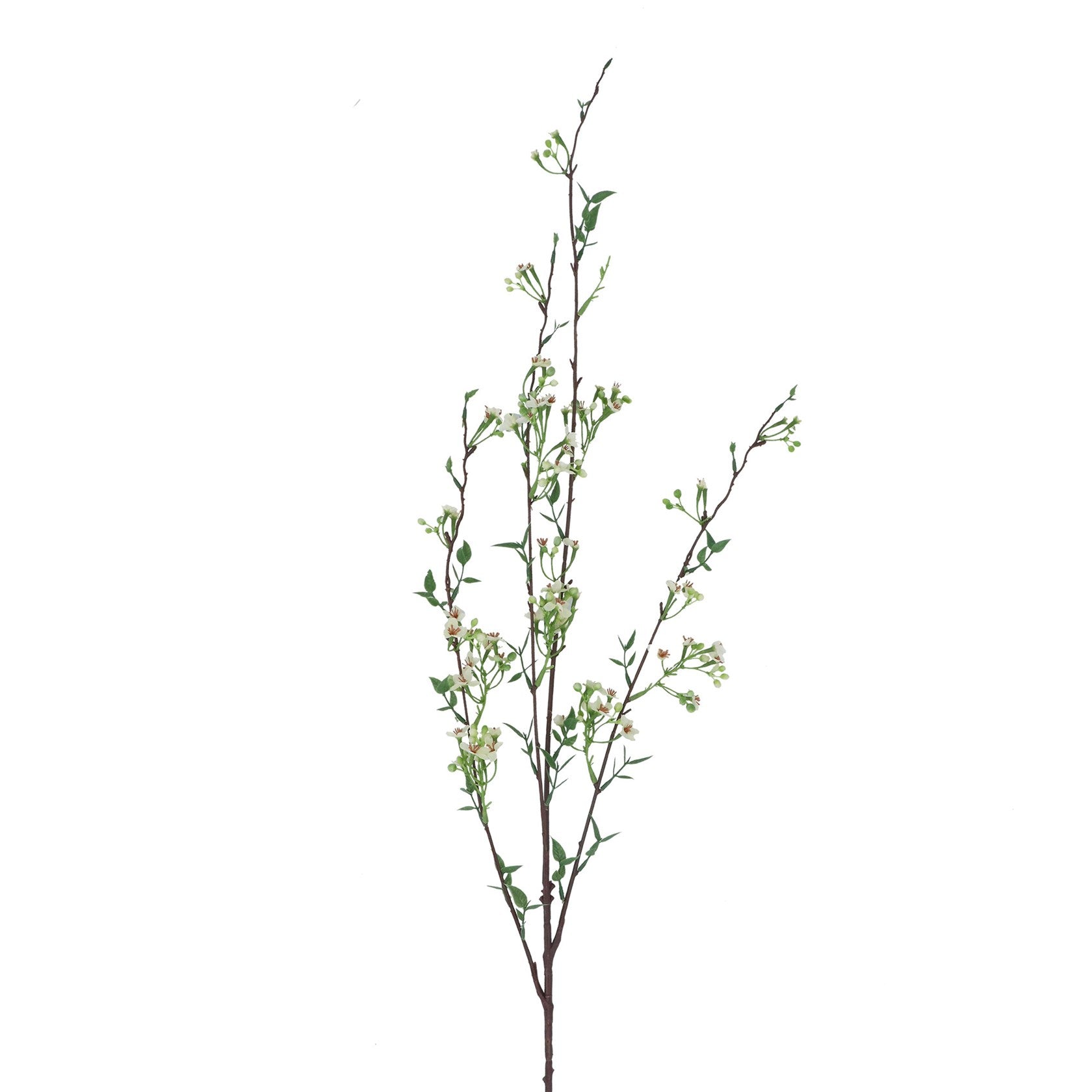 White wintersweet spray