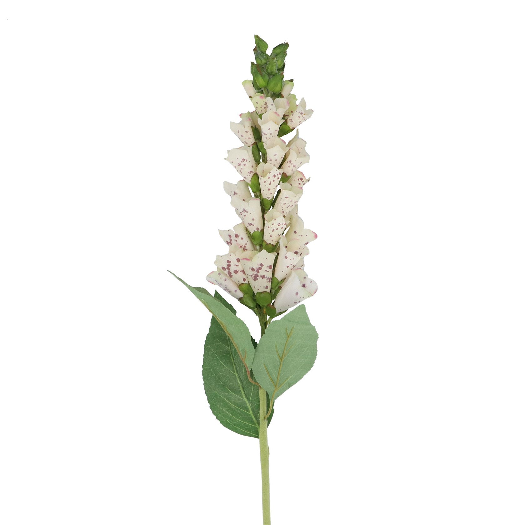 Cream foxglove stem