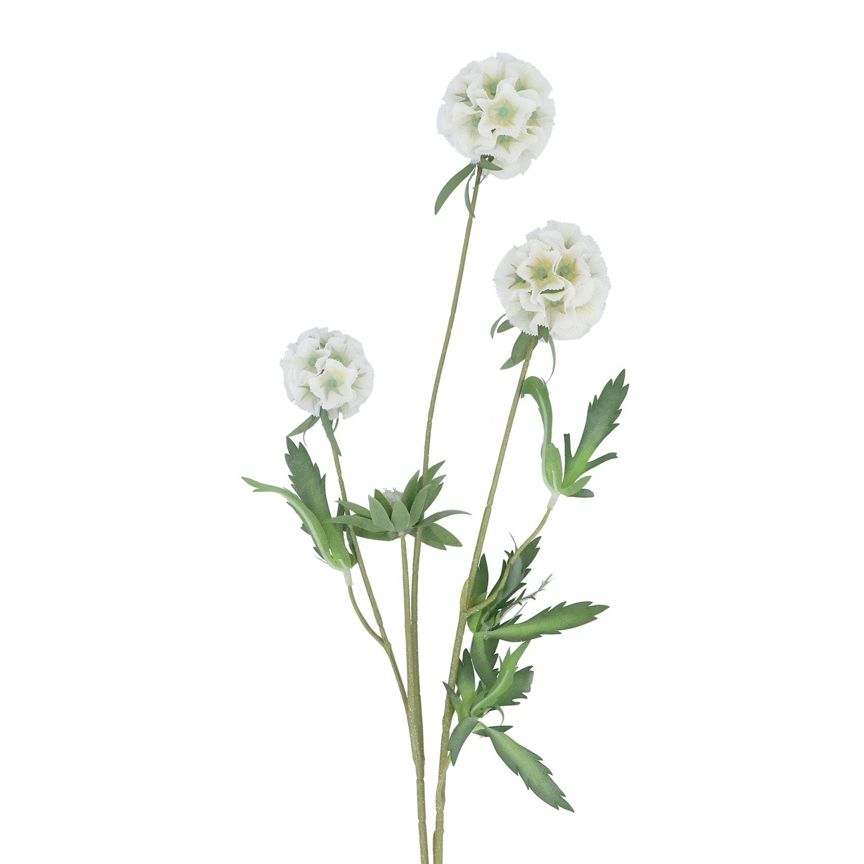 White starflower pincushion spray