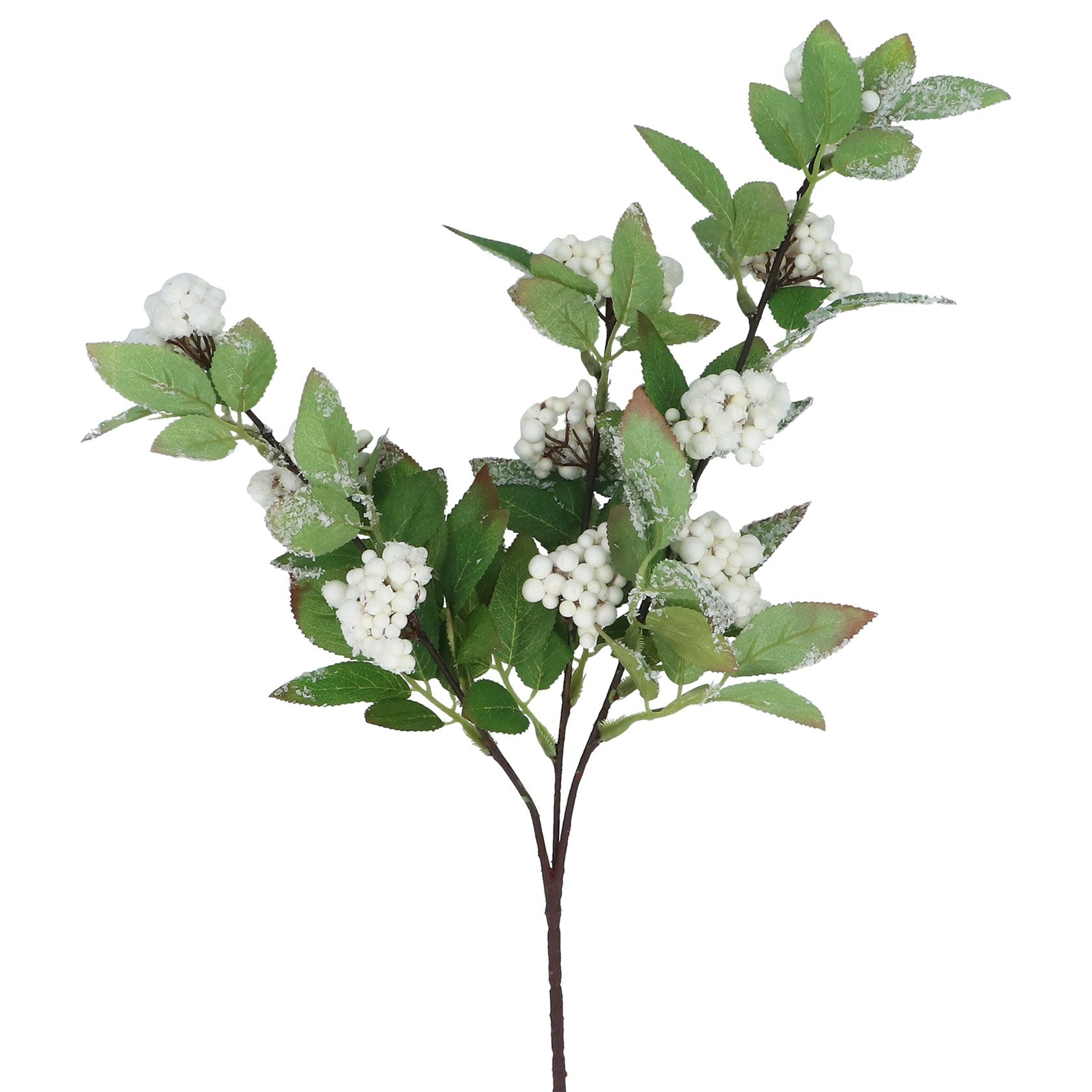 White berries with silver tipped foliage spray