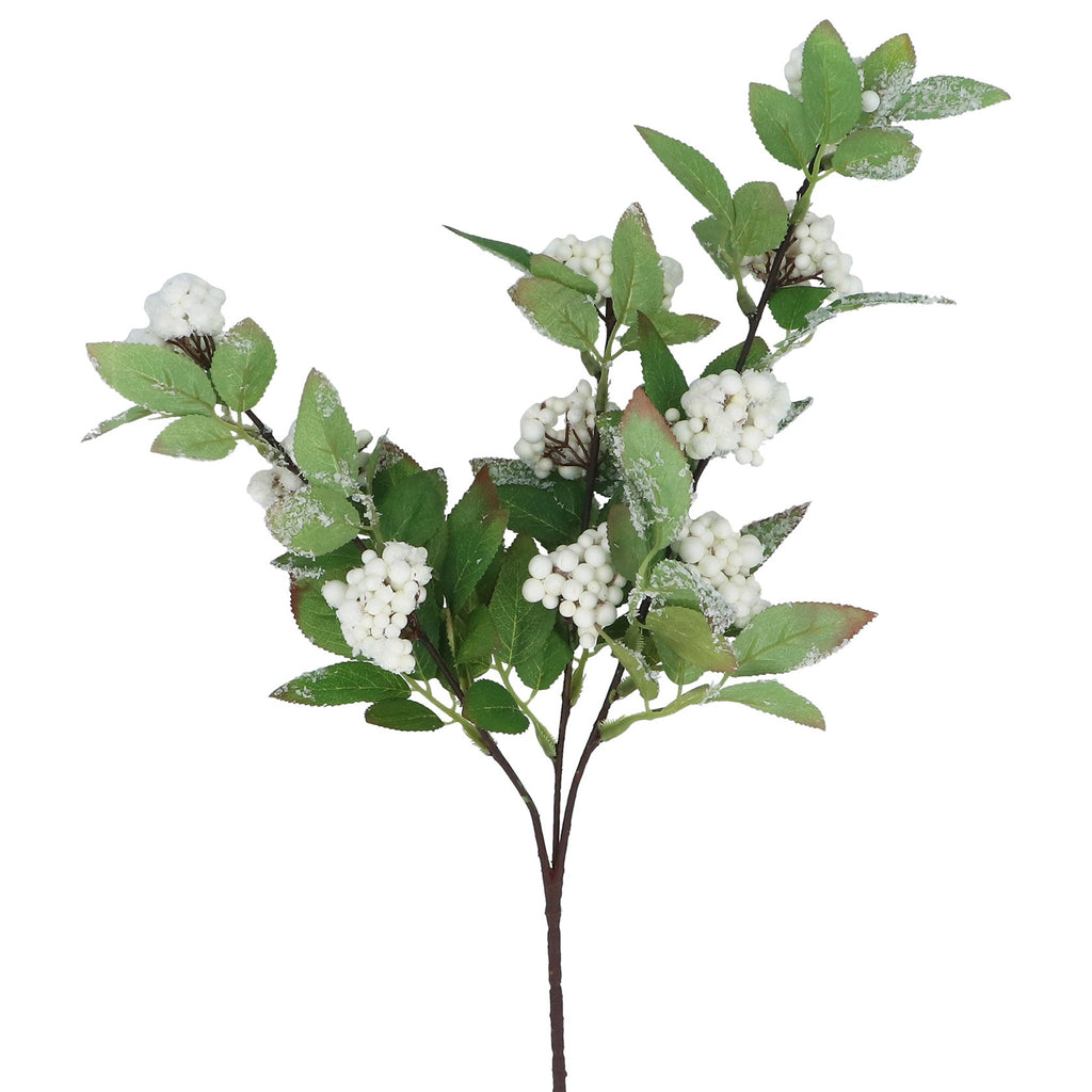 White berries with silver tipped foliage spray