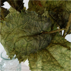 Dried touch fall branch (Green)