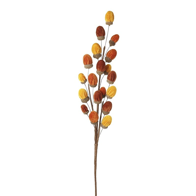 Acorns spray