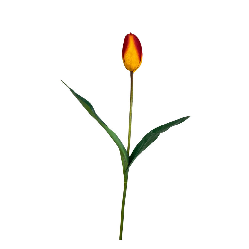Ombre orange tall tulip