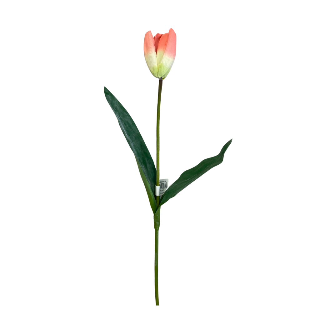 Peach tipped tall tulip