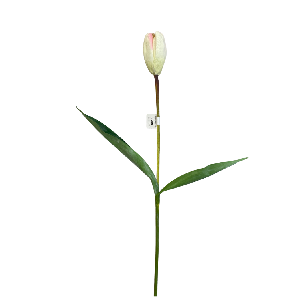 Soft pink tipped tall tulip