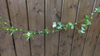 Spring daisy garland