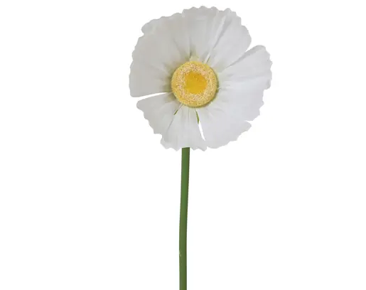 Tall paper daisy