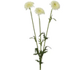 White marigold spray (61cmH)