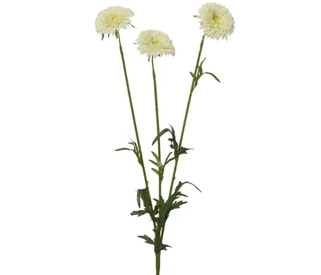 White marigold spray (61cmH)