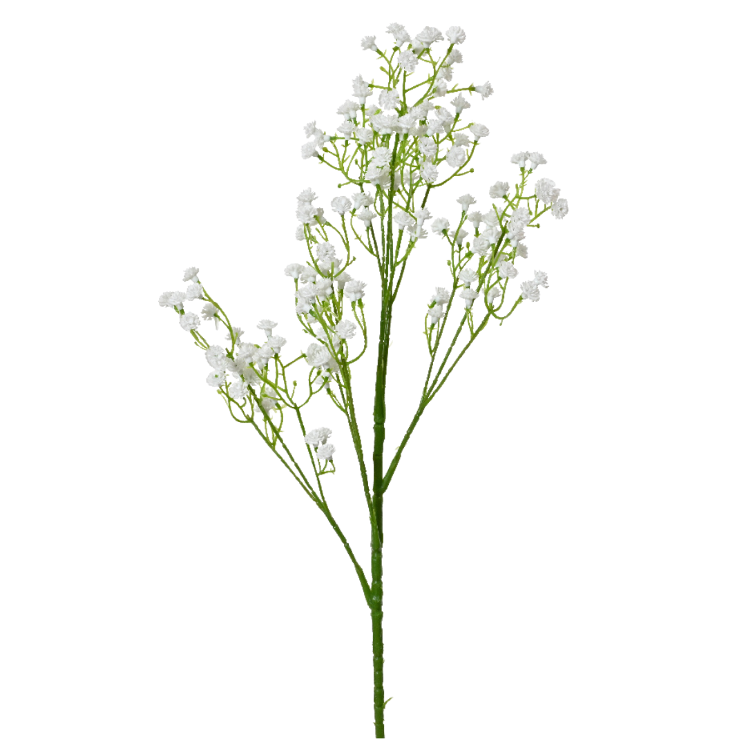 White gypsophilia spray