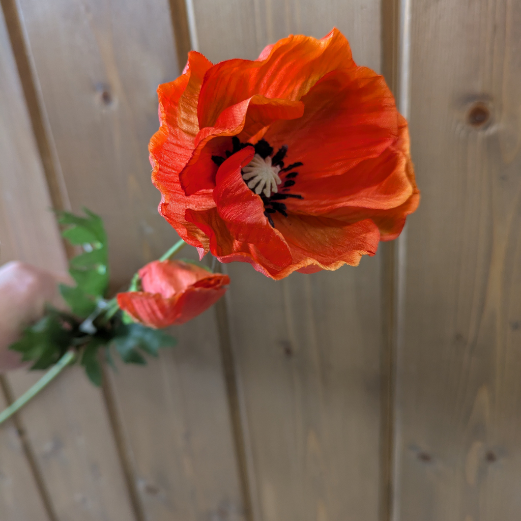 Poppy Spray