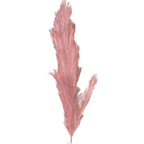 Faux pampas stem