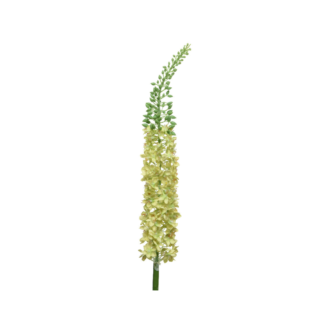 Eremurus stem - Yellow