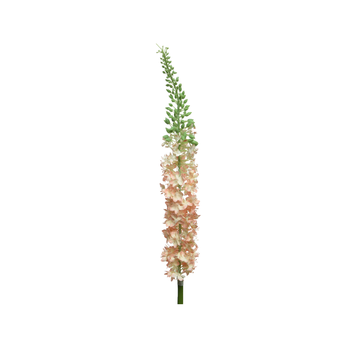 Eremurus stem - Peach