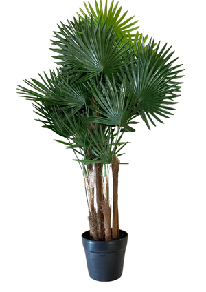 Fortunei tree in pot