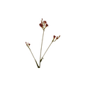 Pink Freesia Beauty Spray