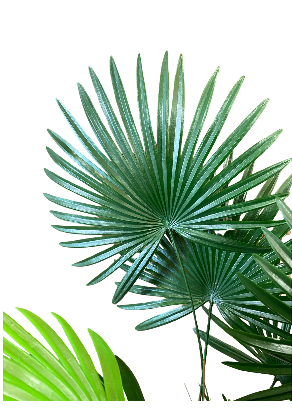 Fortunei tree in pot