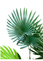 Fortunei tree in pot