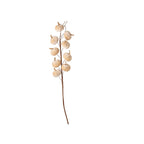 Cream velvet pumpkin stem