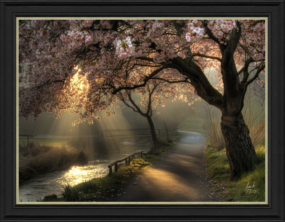 Golden hour blossom by Jack Ellis