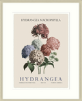 Hydrangea by Christopher Glampleto