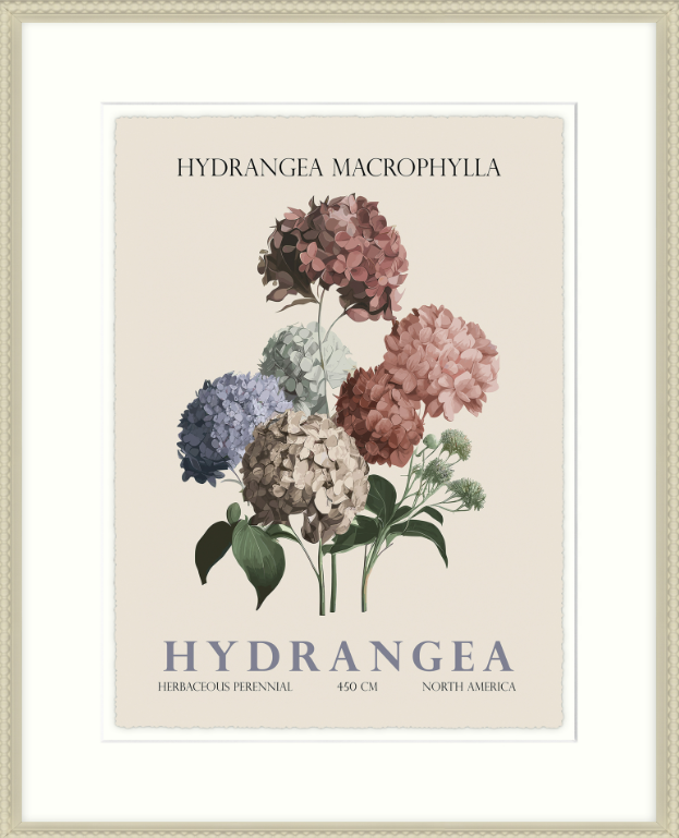 Hydrangea by Christopher Glampleto