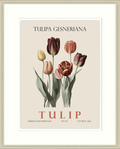 Tulip by Christopher Glampleto