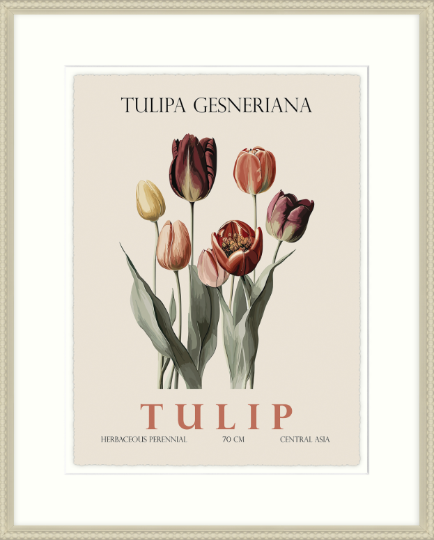 Tulip by Christopher Glampleto