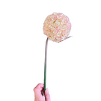 Pink allium stem
