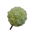 Cream allium stem