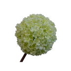 Cream allium stem