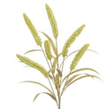 Dracena with grass