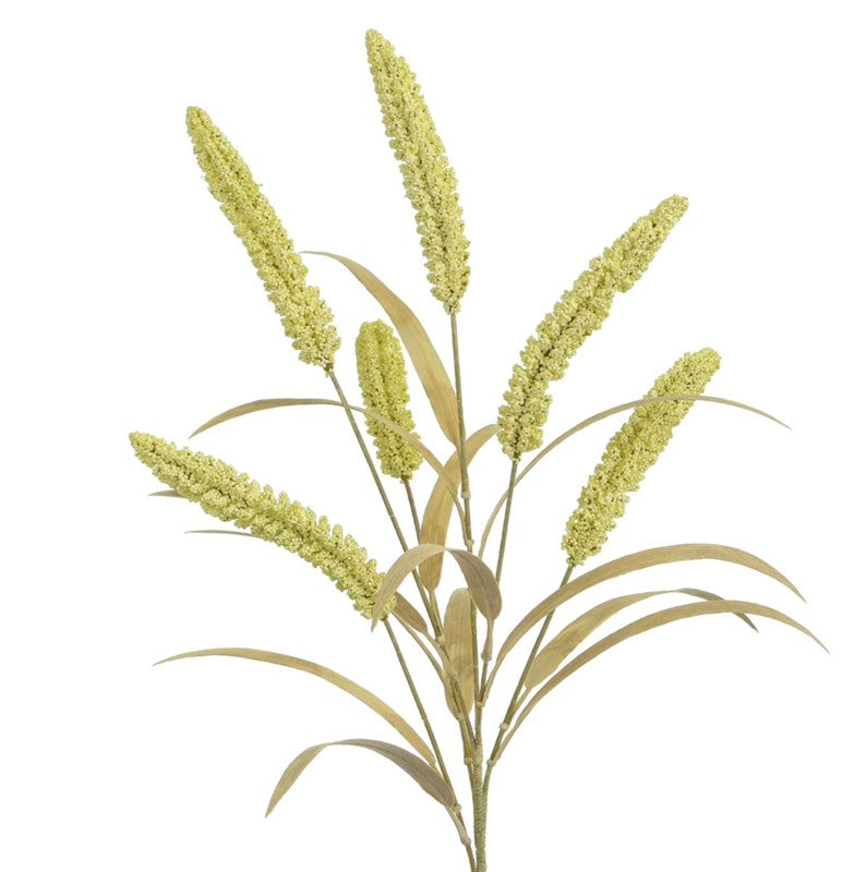 Dracena with grass