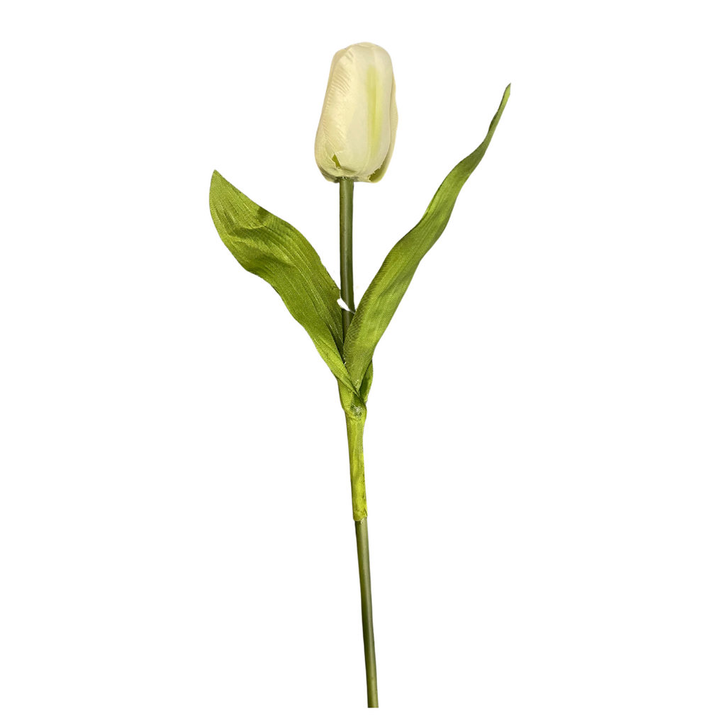 Cream soft edge tall tulip