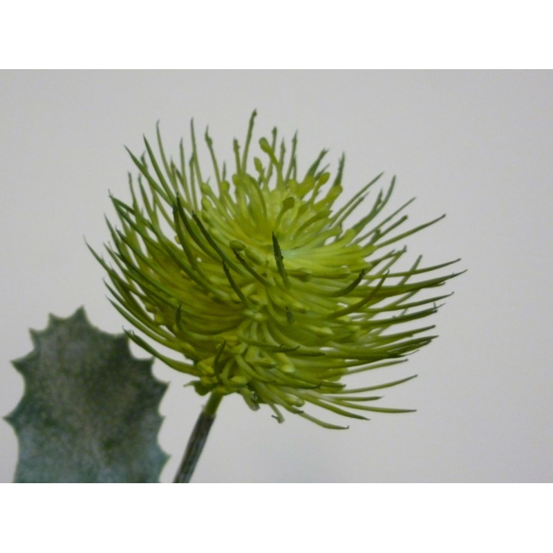 Green banksia stem