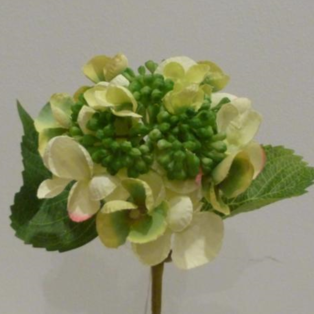 Green berry hydrangea